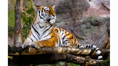 Зоопарк Караганды показал подросших тигрят | Kazakhstan Today