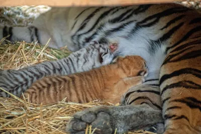 В Бакинском зоопарке родились тигрята — Фото