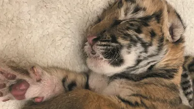 Двух новорожденных тигрят подарили цирку города Аркадаг | Общество