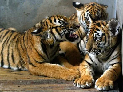 Выбежавшие на дорогу тигрята воссоединились с мамой в Приморье -  PrimaMedia.ru