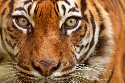 Тигр, привезенный для размножения в Лондонский зоопарк, убил тигрицу -  Delfi RU