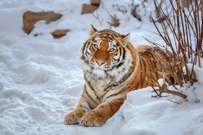 В Хабаровском крае найдена истощённая амурская тигрица - Новости РГО