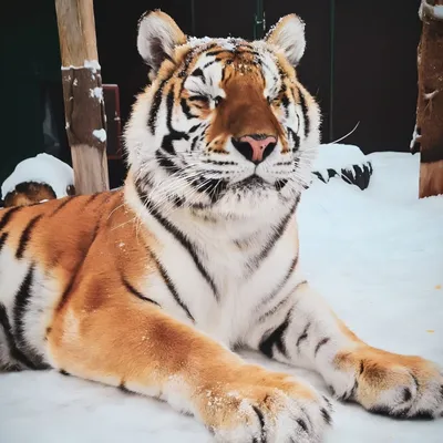 Отловленная в Нанайском районе тигрица вышла на охоту — Новости Хабаровска