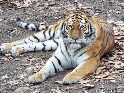 Золушка (тигрица) — Википедия