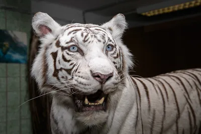 Дочка тигрицы, спасенной в Приморье, стала участницей программы разведения  тигров - ТАСС