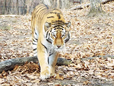 Нега Амурской тигрицы — Фото №337253