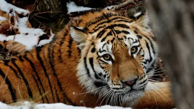 В Приамурье тигр напал на двух собак - РИА Новости, 11.12.2023