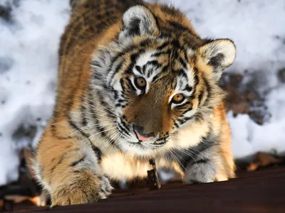 Котята бывают разные: призыв амурской тигрицы к детенышам попал на видео -  03.02.2023, Sputnik Беларусь