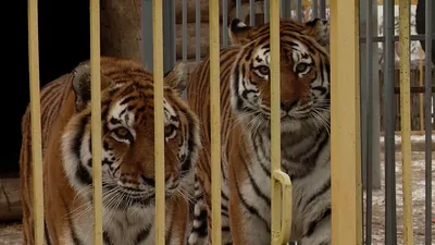 Тигрица с детёнышем очень …» — создано в Шедевруме
