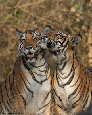 Тигрица Уссури