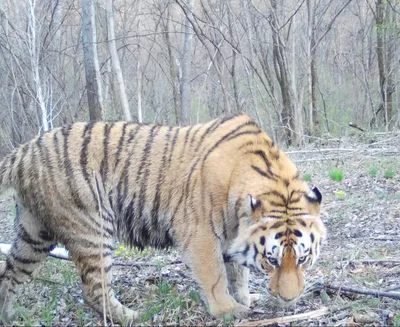 Пропавшую тройню тигрицы Златы нашли в заповеднике в Хабаровском крае |  Телеканал \"ХАБАРОВСК\"