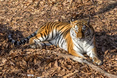 Новый рекорд тигрицы зафиксировали на территории «Земли леопарда» в  Приморье - 24 сентября 2023 - vladivostok1.ru