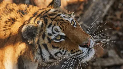 У южнокитайской тигрицы на юге Китая родились  тигрята-близнецы_Russian.news.cn
