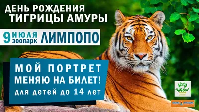 Специалистам заповедника «Бастак» удалось определить пол двух тигрят тигрицы  Талы — Государственный природный заповедник \"Бастак\"