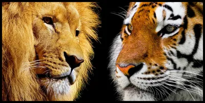 Лев против Тигра. Кто сильнее?: alexeyosokin — LiveJournal