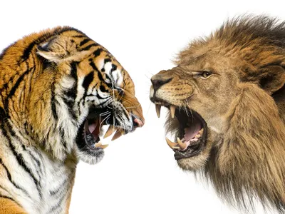 влюбленные пары белых тигров, картинки львов и тигров, лев, животное фон  картинки и Фото для бесплатной загрузки