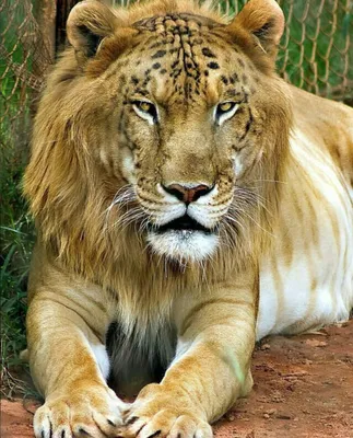 Фото льва скрещенного с тигром в высоком разрешении | Лев скрещенный с  тигром Фото №508862 скачать