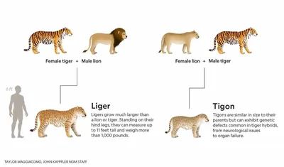 Лигр: что за животное, фото, как выглядит, чем отличается от тигона  (тигрольва)