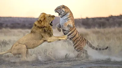 Изображение гибрида льва и тигра в высоком разрешении | Гибрид льва и тигра  Фото №507413 скачать