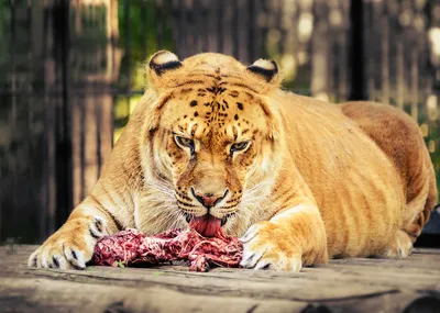 Этот Тигр, способен победить любого Льва. | Будни Странника | Дзен