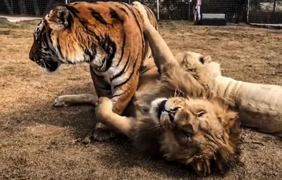 Букет из голов тигров,львов,пантер…» — создано в Шедевруме