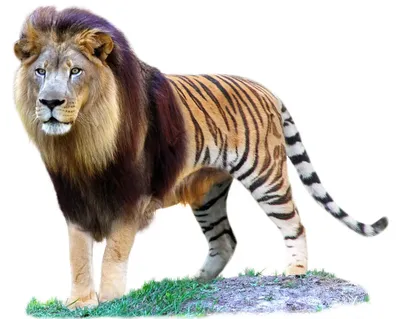 Игрушка фигурка Masai Mara Семья львов и семья тигров Мир диких животных  купить по цене 1400 ₽ в интернет-магазине Детский мир