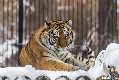 У тигров и львов из зоопарка Нью-Йорка нашли два разных штамма COVID-19