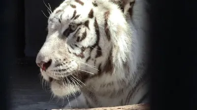 Шоу тигров и львов цирк шапито Колизеум в Сургуте - №813880 - dbo.ru