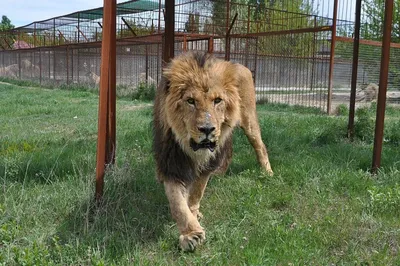 Прокуратура пресекла продажу львов и тигров - Происшествия - Новости -  Калужский перекресток Калуга
