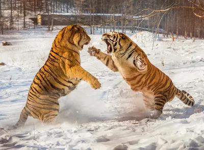 Картина Охота на тигров и львов ᐉ Иванов Александр ᐉ онлайн-галерея Molbert.
