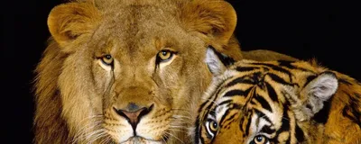 Один в поле воин»: почему тигры не используют стратегию львов | Заметки о  животных | Дзен