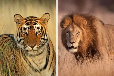 Львы против тигра! | Пикабу