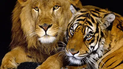 Лев и тигр скачать фото обои для рабочего стола