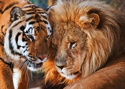Лев и тигр картинки - 82 фото