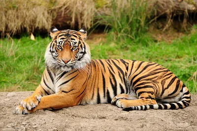 Картины Львы и тигры \"Бенгальский тигр\" - арт 018060004 | Купить в  интернет-магазине Фото в дом - Фото в дом