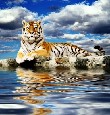 Фотообои Амурский тигр купить на Стену — Цены и 3D Фото интерьеров в  Каталоге интернет магазина allstick.ru