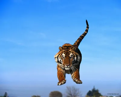 Фотогалерея \"Тигры\" - \"\" - Фото диких кошек