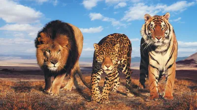 Обои львы, тигры на рабочий стол (8 обоев)