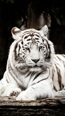 Животные искусство огненные Тигры Львы картины на холсте стены фотообои для  гостиной дома квадратные декоративные | AliExpress