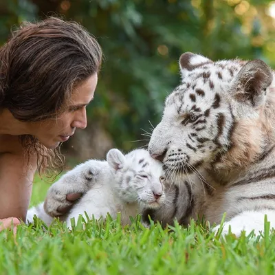 Тигры Природа Эстетика Оскал Обои Видео | Albino animals, Animals  beautiful, Wild cats