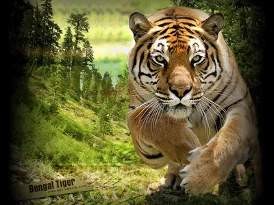 Тигры, львы, пумы, гепарды, рыси, барсы - садовые и парковые фигуры  большого размера купить в Москве