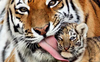 Животные, #Тигры, #аватары, #картинки, #фото, #авы,  https://avatarko.ru/kartinka/14583 | Картинки, Животные, Тигр