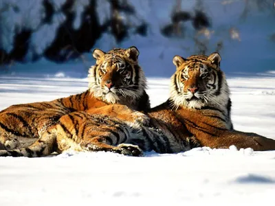 Тигры - обои - Тигры, львы - Животные - Картинки на рабочий стол