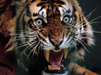 Скачать Тигры и Львы Живые Обои APK для Android