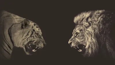 Обои на рабочий стол Встреча льва и тигра, серый фон, обои для рабочего  стола, скачать обои, обои бесплатно