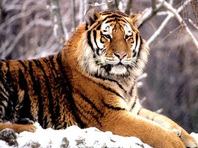 Широкоформатные обои HD животные 2560x1600 картинки львы фото HD обои  2560x1600 звери тигры обои семейство кошачьих скачать обои высокого качества