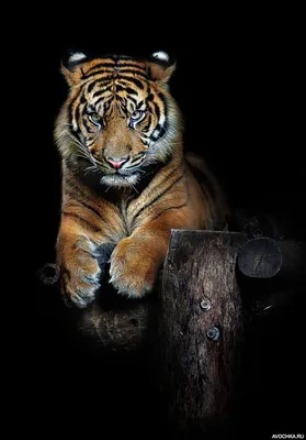 Картинка с недовольным тигром