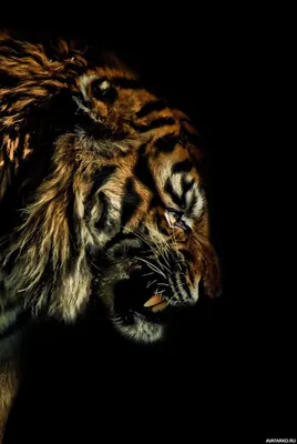 Животные, #Тигры, #аватары, #картинки, #фото, #авы,  https://avatarko.ru/kartinka/14583 | Картинки, Тигр, Животные