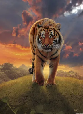 Тигр в полный рост на фоне восходящего солнца — Картинки и аватары