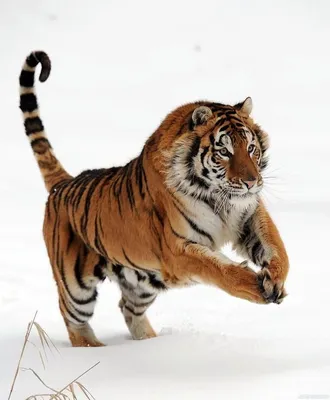 Животные, #Тигры, #Снег, #аватары, #картинки, #фото, #авы,  https://avatarko.ru/kartinka/32175 | Big animals, Wild cats, Tiger
